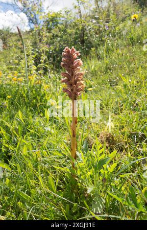 Knapweed Broomrape, Orobanche elatior, single flower spike, wide-angle showing habitat on Noar Hill, Selborne, Hampshire, UK, June Stock Photo