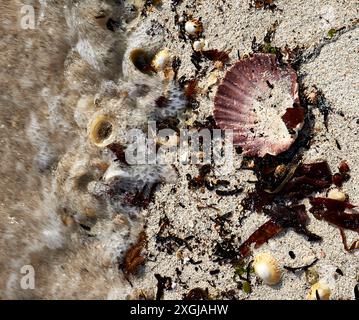 Atlantic tide begins to turn and cover seaweed and shells on the isolated beach at Rhu, Arisaig, Scotland Stock Photo