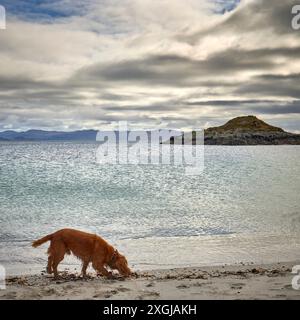 At Rhu beach under a threatoning sky, a single working Cocker Spaniel explores the edge of the Atlantic Ocean. Arisaig, Scotland Stock Photo