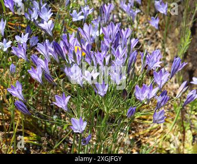 Ithuriel's Spear, Common Triteleia or Grassnut, Triteleia laxa syn. Brodiaea laxa, Alliaceae. California, USA, North America. Stock Photo