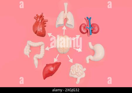 Various human organ models arranged in a circle around a brain model with arrows pointing to each organ on a pink background. Stock Photo