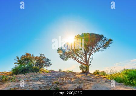 Wisdom Tree in Los Angeles as it basks in the morning sun, standing tall on the rocky terrain. Stock Photo