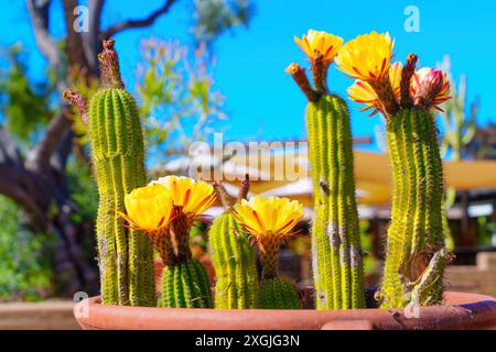 Several potted cactus plants with bright yellow flowers in full bloom, set against a vibrant outdoor backdrop. Stock Photo