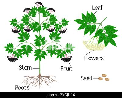 Illustration showing parts of a black elderberry plant on a white background. Stock Vector
