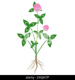 Clover plant with roots and flowers on a white background. Stock Vector