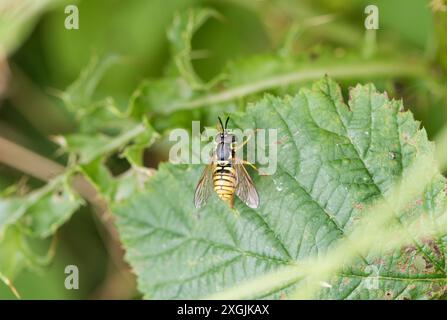 A very good wasp mimic hoverfly (Chrysotoxum sp.) perched on a leaf Stock Photo