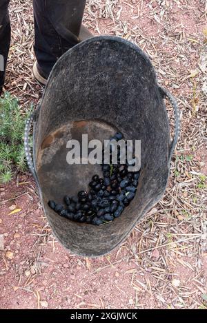 Immerse yourself in the tradition of olive harvesting with this image of a large plastic bucket brimming with freshly picked olives, embodying the ess Stock Photo