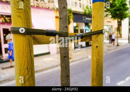 Thin tree seedling tied with two rubber ties to interconnected wooden stakes for trunk supporting Stock Photo