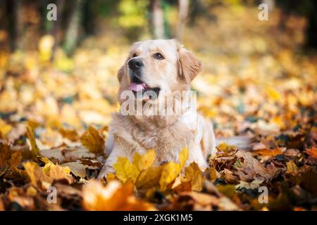 Happy Golden Retriever Dog  Joyfully Lying In Pile Of Fall Leaves Stock Photo