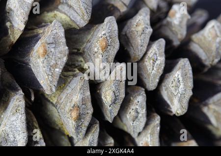 Close-up of cones of open dry pinecone, without pine nuts. Selective focus. Stock Photo
