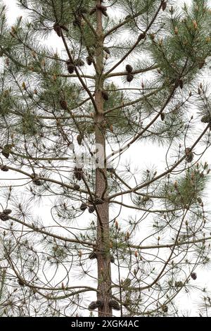 View of the front of a pine tree. Its branches, trunk, cones, leaves, pinnace are appreciated. Stock Photo