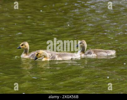 Three baby Canadian Geese swim on a Kansas Lake. Stock Photo