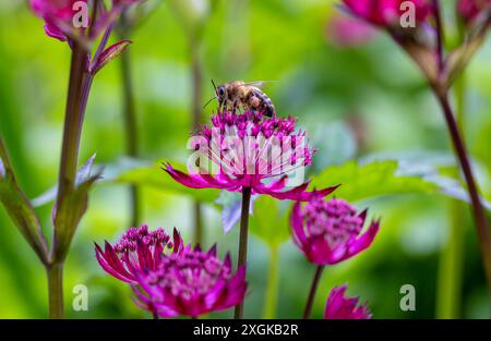 Bee taking nectar from Astrantia flower during summer pollination season. Vivid pink blooms. Pollen baskets on side of insect. Wicklow, Ireland Stock Photo