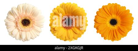 Three beautiful gerbera flowers isolated on white, set Stock Photo
