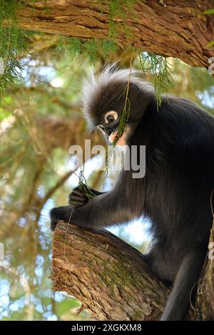 The dusky langur is a small folivorous primate that feed on leaves in the emergent and canopy layers of the tropical forests Stock Photo