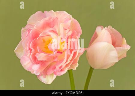 Tulipa 'Peach Blossom', Double Early Tulip Stock Photo