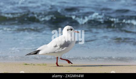 Sea gull strutting on the sandy beach Stock Photo