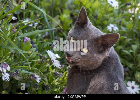 Gray cat poses among blooming flowers in a lush garden. Cat looks back with curious expression, capturing a serene and endearing moment. Stock Photo