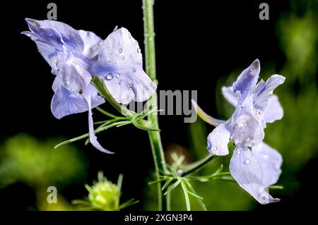 Beautiful Blooming blue delphinium flower isolated on a black background. Flower head close-up. Stock Photo