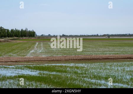 Rice fields in the landscape in the Ebro Delta region in the province of Tarragona in Catalonia Spain Stock Photo