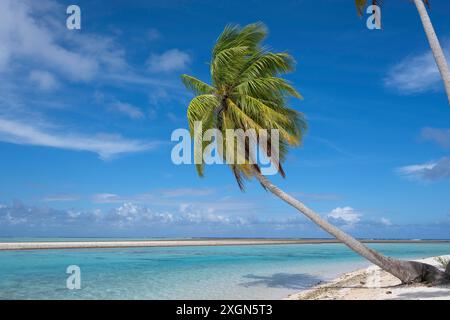 Coconut palm (Cocos nucifera), Tikehau, Atoll, Tuamotu Archipelago, Tuherahera, Rangiroa, French Polynesia Stock Photo