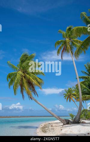 Coconut palm (Cocos nucifera), Tikehau, Atoll, Tuamotu Archipelago, Tuherahera, Rangiroa, French Polynesia Stock Photo