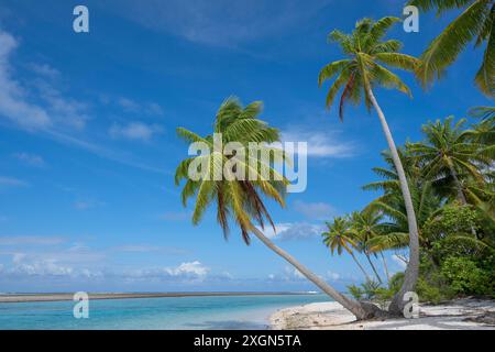 Coconut palm (Cocos nucifera), Tikehau, Atoll, Tuamotu Archipelago, Tuherahera, Rangiroa, French Polynesia Stock Photo