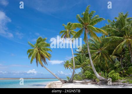 Coconut palm (Cocos nucifera), Tikehau, Atoll, Tuamotu Archipelago, Tuherahera, Rangiroa, French Polynesia Stock Photo