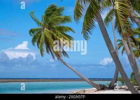 Coconut palm (Cocos nucifera), Tikehau, Atoll, Tuamotu Archipelago, Tuherahera, Rangiroa, French Polynesia Stock Photo