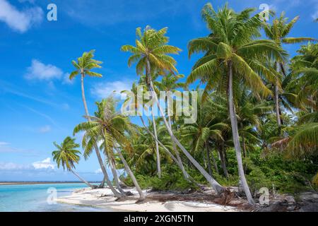 Coconut palm (Cocos nucifera), Tikehau, Atoll, Tuamotu Archipelago, Tuherahera, Rangiroa, French Polynesia Stock Photo