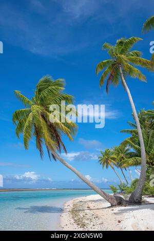 Coconut palm (Cocos nucifera), Tikehau, Atoll, Tuamotu Archipelago, Tuherahera, Rangiroa, French Polynesia Stock Photo