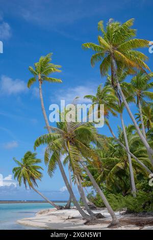 Coconut palm (Cocos nucifera), Tikehau, Atoll, Tuamotu Archipelago, Tuherahera, Rangiroa, French Polynesia Stock Photo