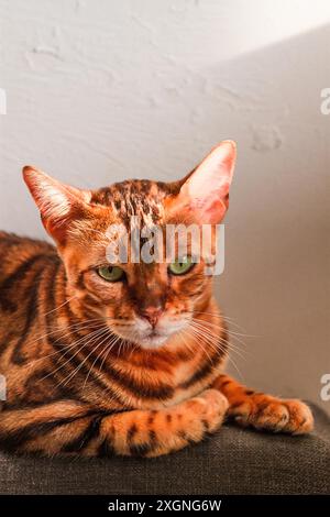 Ginger cat, Bengali breed, resting, on the couch, under the sun, vertical, no people Stock Photo