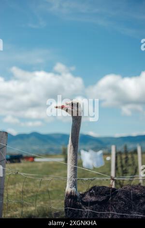 ostrich on the walk Stock Photo