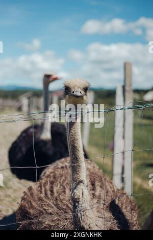 ostrich on the walk Stock Photo