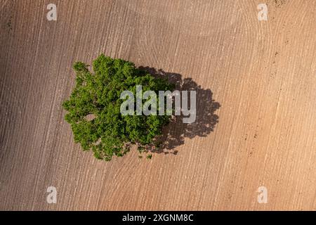 A lone tree casts a large shadow on a plowed field. Stock Photo