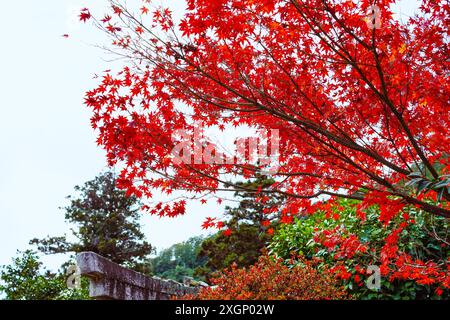 Autumn leaves turning bright red in Kyoto,Japan Stock Photo
