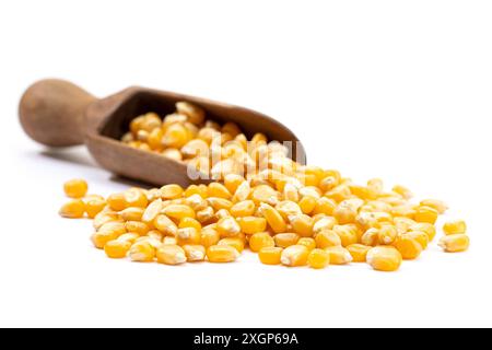 Corn seeds for popcorn isolated on white background. Copy space Stock Photo