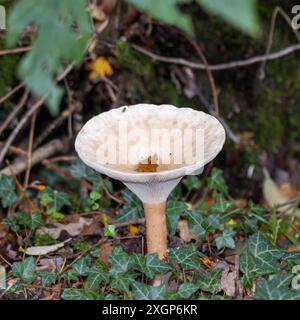 Trooping Funnel (Clitocybe geotropa) long stemmed mushroom Stock Photo