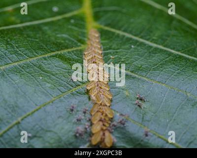 Close up of aphid larva on a green leaf in nature. Ants and aphids on a green leaf in the garden. Stock Photo