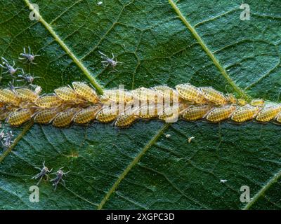 Close up of aphid larva on a green leaf in nature. Ants and aphids on a green leaf in the garden. Stock Photo