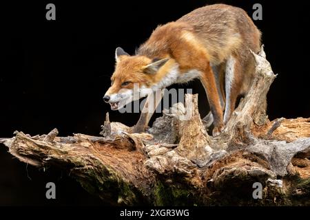 Close up of a beautiful fox eating with black background Stock Photo