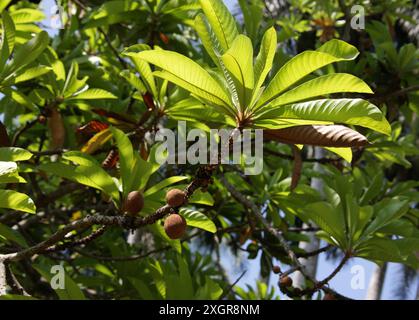 Red Mamey, Pouteria sapota, Sapotaceae. Tree and Fruits. Mexico, Central America and Cuba. Stock Photo