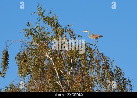 Grey heron bird sitting on top of a tree (Ardea cinerea) Stock Photo