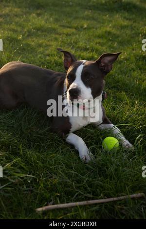 Staffordshire terrier playing in the park Stock Photo