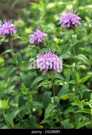 Mint-leaved Bergamot, Wild Bergamot, or Bee Balm, Monarda menthifolia, syn. Monarda fistulosa var. menthifolia and Monarda stricta, Lamiaceae. Stock Photo