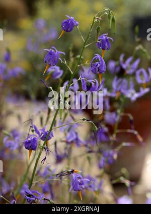 Conanthera bifolia, Techophilaeaceae. Chile, South America. It is distributed from the Valparaíso to Araucanía regions. Stock Photo