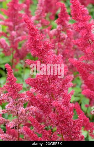 Red Astilbe arendsii ‘Fanal’ in flower during the summer months Stock ...