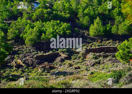 Nature reclaims human structures. Pine trees and shrubs growing on the ruins of the old silver mine facilities Stock Photo