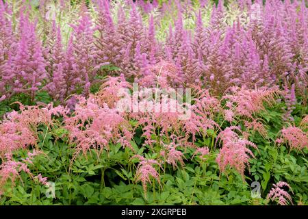 Salmon pink Astilbe thunbergii ‘Ostrich Plume’ in flower. Stock Photo